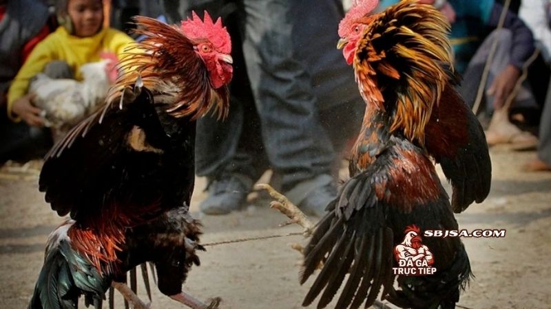 Bài tập cho gà chọi bo lớn và một số lưu ý nên nhớ