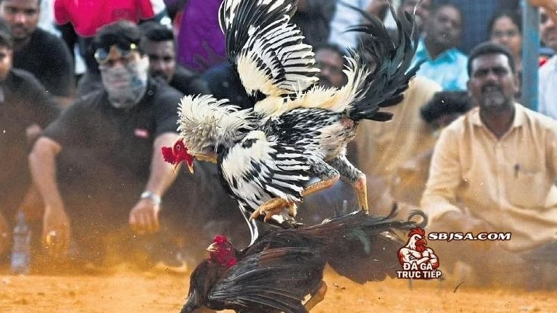bài tập cho gà chọi bo lớn