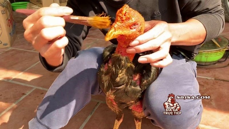 Bí quyết om bóp cho gà sung - Lựa chọn nguyên liệu và bảo quản