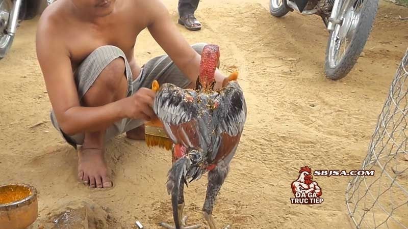 Bí quyết om bóp cho gà sung luôn là một phần quan trọng với mọi sư kê