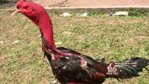 cách dầm cẳng gà chọi