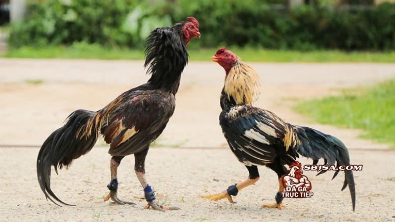 Cách kết hợp cách dầm cẳng gà chọi cùng các phương pháp khác
