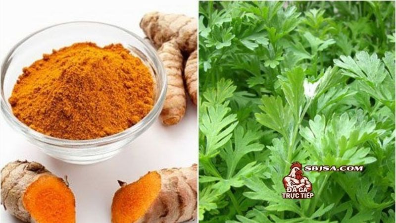 Cách om gà chọi mùa lạnh