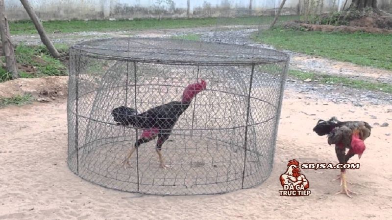 Cách phân bổ các bài tập thể lực cho gà đá đúng