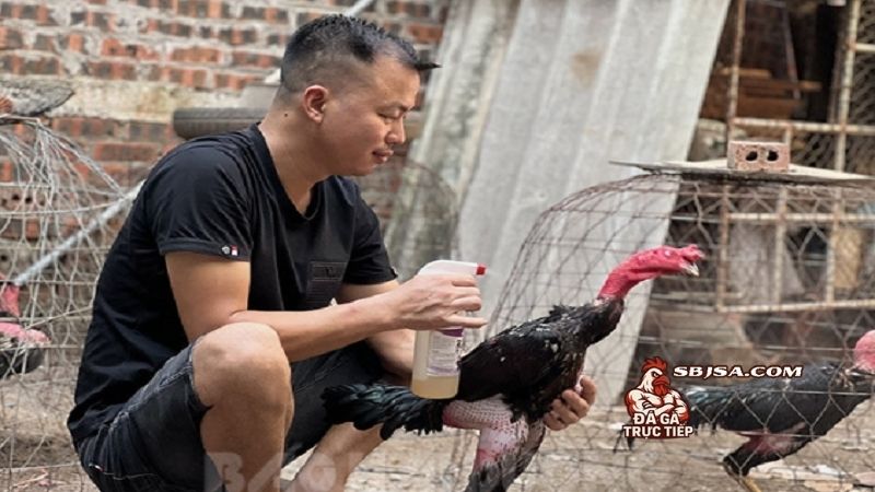Cách vào kèo cho gà chọi dựa trên từng giai đoạn của trận đấu