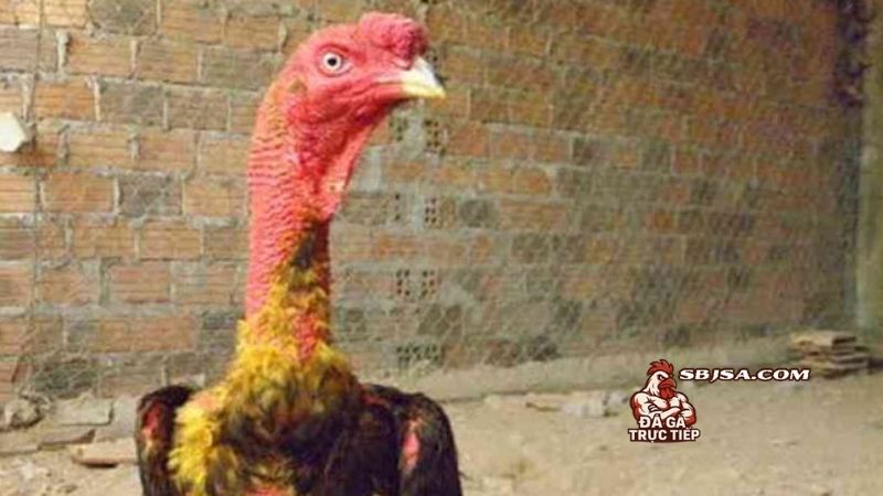 Cách vào kèo cho gà chọi luôn quan trọng trong giới đá gà