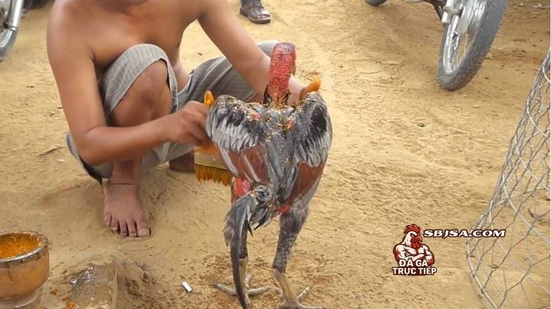 Cách vào kèo cho gà chọi và những yếu tố ảnh hưởng đến kết quả