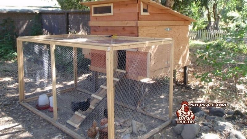 Chuồng gà chọi thông thoáng luôn là một yếu tố quan trọng với mọi sư kê