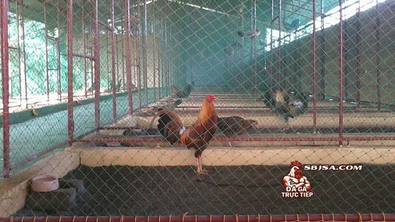Chuồng gà chọi thông thoáng và những nguyên tắc cơ bản trong thiết kế