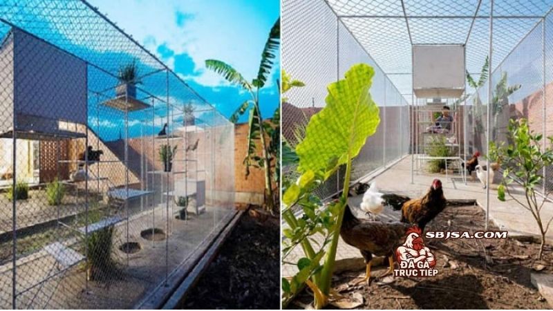 Đảm bảo vệ sinh khi xây chuồng gà chọi đạt chuẩn