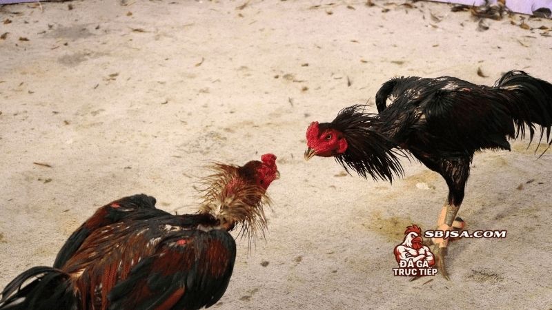 Gợi ý một số phương pháp lập lịch vần gà chọi chuẩn
