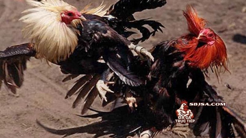 Huấn luyện gà chọi sung sức và những yếu tố quan trọng cần thực hiện