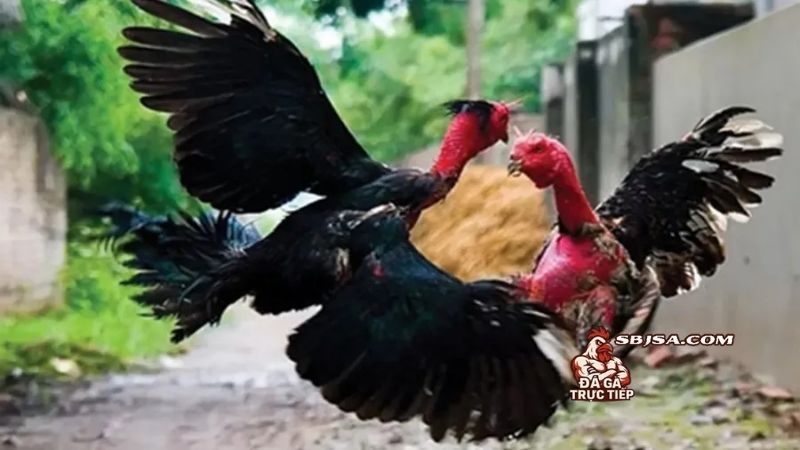 Huấn luyện gà đá chịu đòn giúp tạo nên một chiến kê thực thụ
