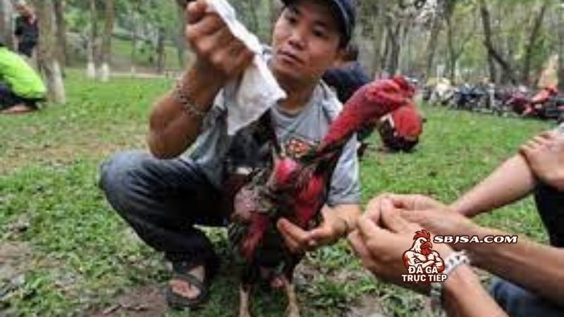 Huấn luyện gà đá chịu đòn và các bài tập vần cơ bản