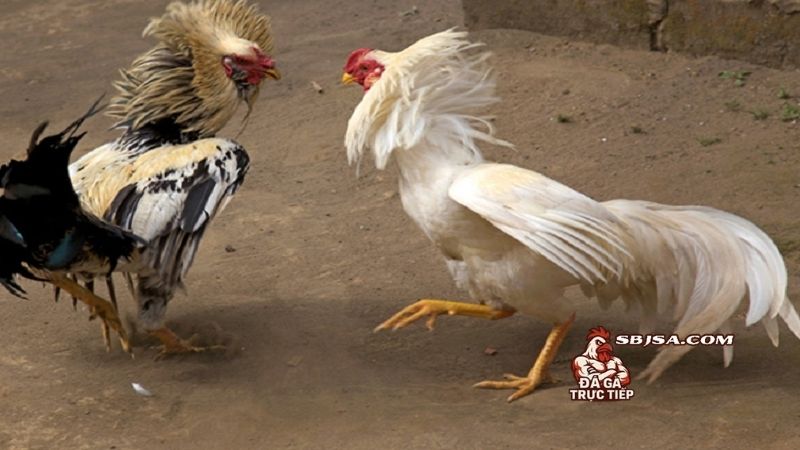 Huấn luyện gà đá chịu đòn và giai đoạn hồi phục sau thực hành