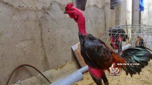 kỹ thuật vần đòn gà chọi