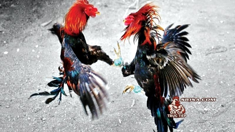 Kỹ thuật vần hơi cho gà đá thực hiện đúng chuẩn để hiểu quả tốt nhất
