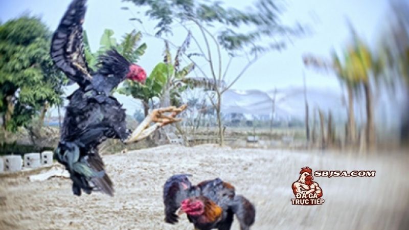 Kỹ thuật vần hơi cho gà đá và một số việc nên làm mỗi ngày
