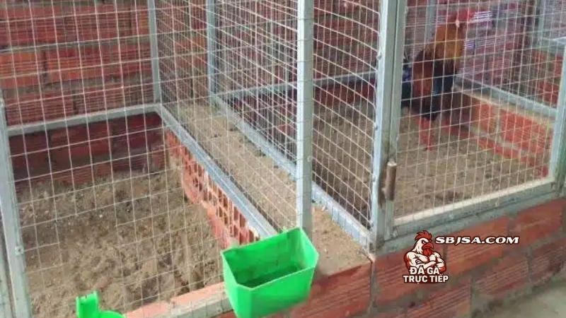 Làm chuồng gà chọi đơn giản với một vài yếu tố cơ bản