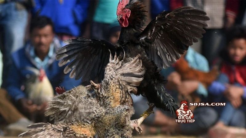 Lịch áp dụng bài tập cho gà chọi bo lớn và phục hồi