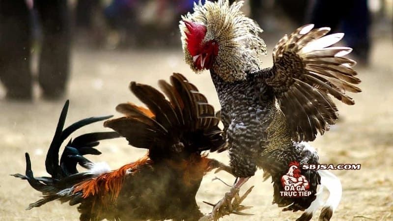 Lịch tập luyện cho gà đá cho từng độ tuổi phát triển
