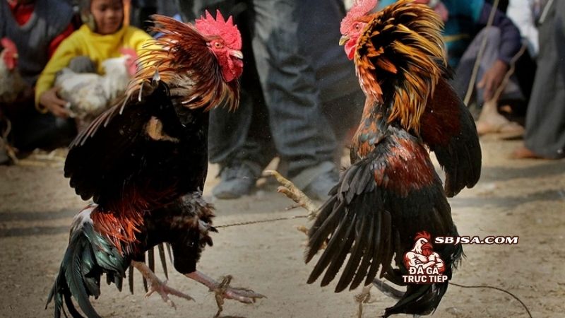 Lịch tập luyện cho gà đá là yếu tố cần xây dựng đầu tiên