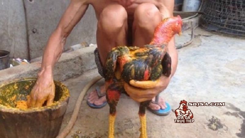 Một số cách om gà chọi mùa lạnh hiệu quả