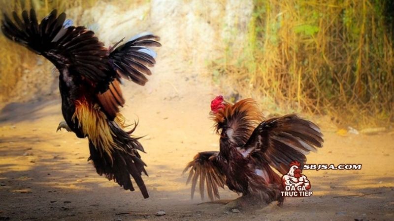 Một số kỹ thuật vần đòn gà chọi được áp dụng nhiều cho mọi người