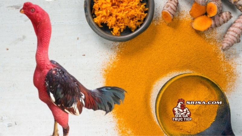 Một số thứ cần chuẩn bị cho cách om gà chọi mùa lạnh