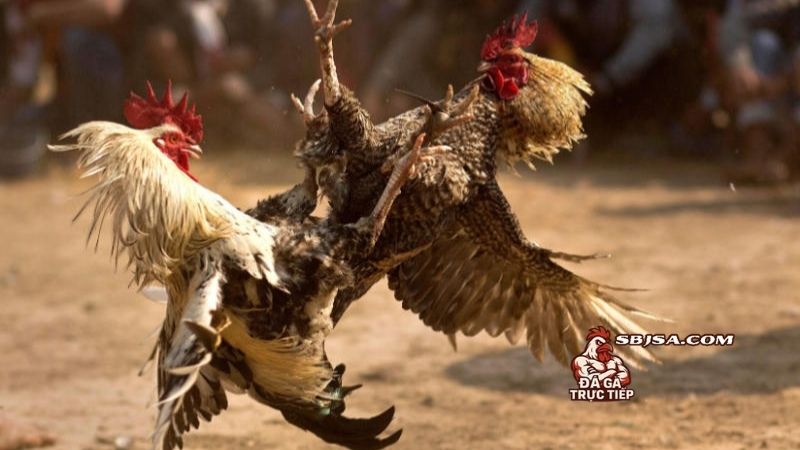 Một vài lưu ý cần nhớ sau khi thực hiện cách om gà chọi mùa lạnh