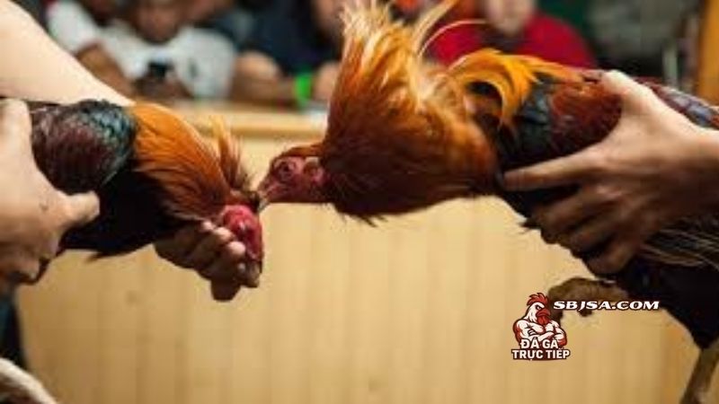 Om bóp gà chọi bằng rượu nghệ - Cách pha chế đúng chuẩn