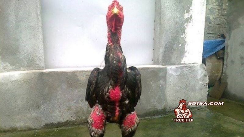 Om bóp gà chọi bằng rượu nghệ và các thời điểm quan trọng cần chú ý