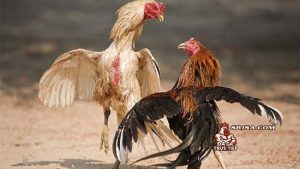 tập thể lực cho gà đá