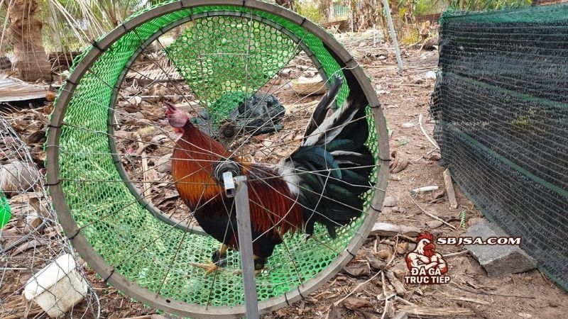 Tập thể lực cho gà đá và một số bài hiệu quả cao