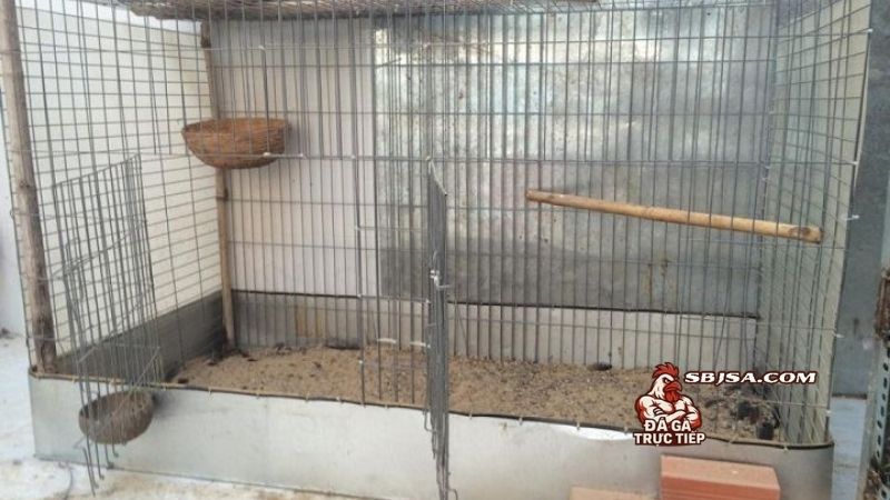 Thiết kế chuồng nuôi gà đá và những yếu tố quan trọng không thể thiếu