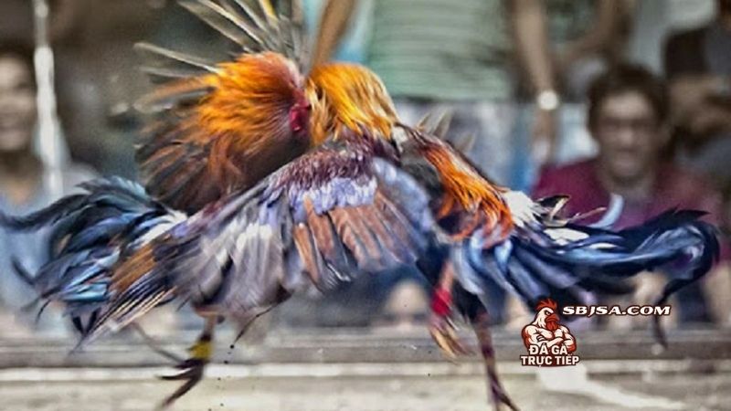 Tổng hợp các bài tập cho gà chọi bo lớn hiệu quả cao