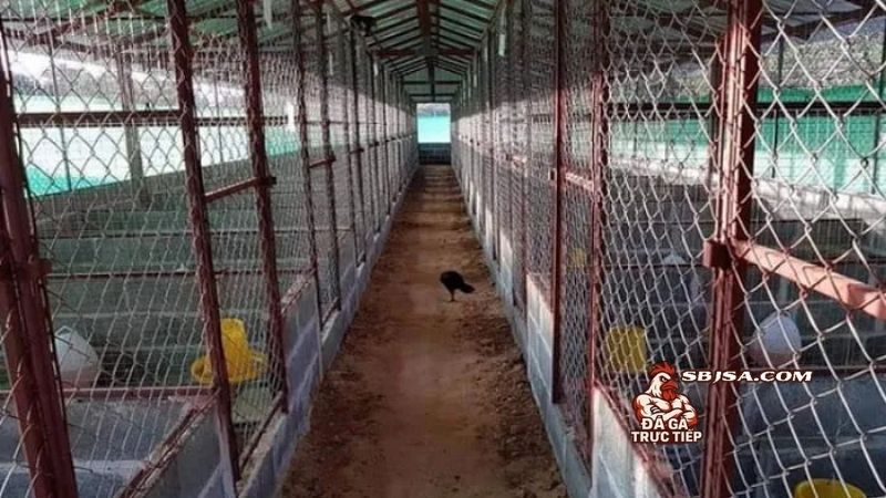 Xây chuồng gà chọi đạt chuẩn luôn quan trọng với người nuôi gà