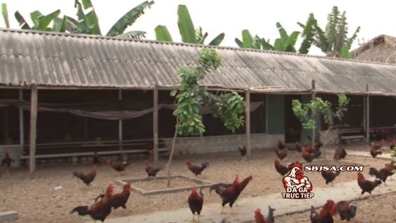 Xây chuồng gà chọi đạt chuẩn và những yếu tố quan trọng nhất
