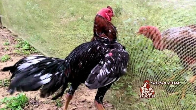 Xây dựng lịch vần gà chọi chuẩn là tiền đề để chiến kê có thể phát huy sức mạnh